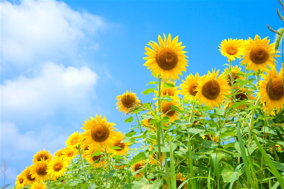Sunflower Field Summer photo