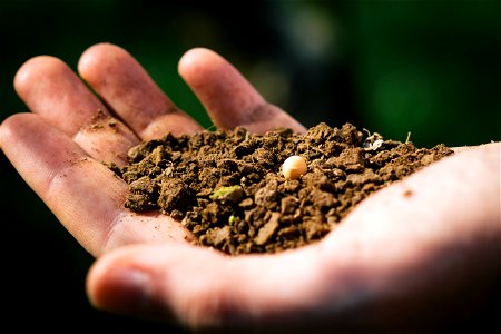 Soil Hand Seed photo