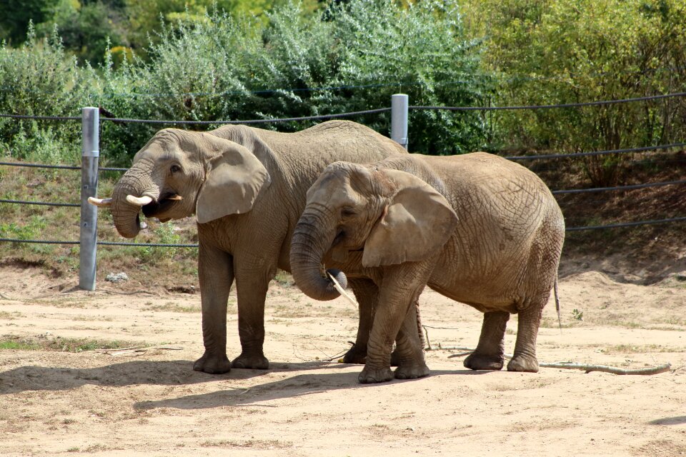 Safari zoo africa