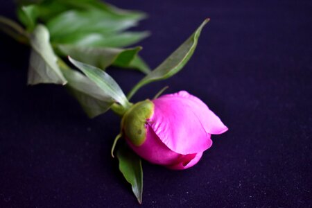 Closeup pink flower macro photography