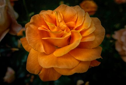 Bloom nature rose blooms