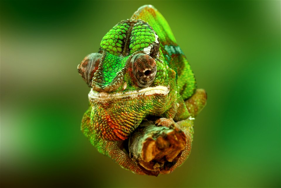 Chameleon Animal photo