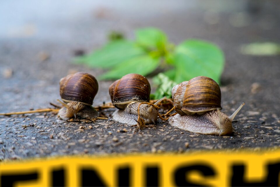 Snail snails finish