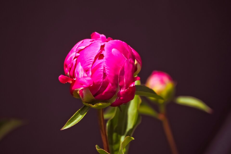 Bloom nature rose blooms