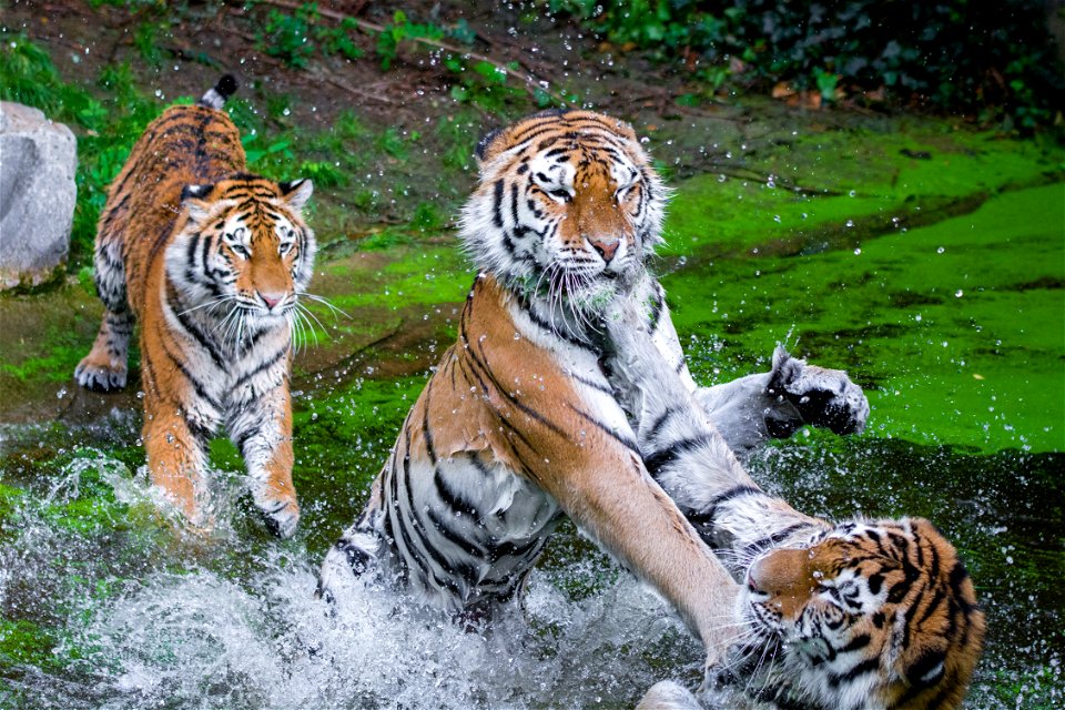 Tiger Animal Fight photo