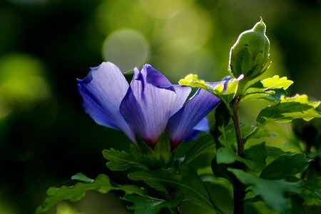 Flower bush garden