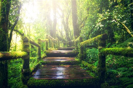 Jungle Pathway Forest photo