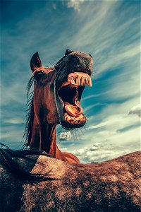 Horse Yawn Animal photo
