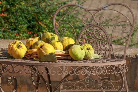 Herbstimpression tree fruit pome fruit