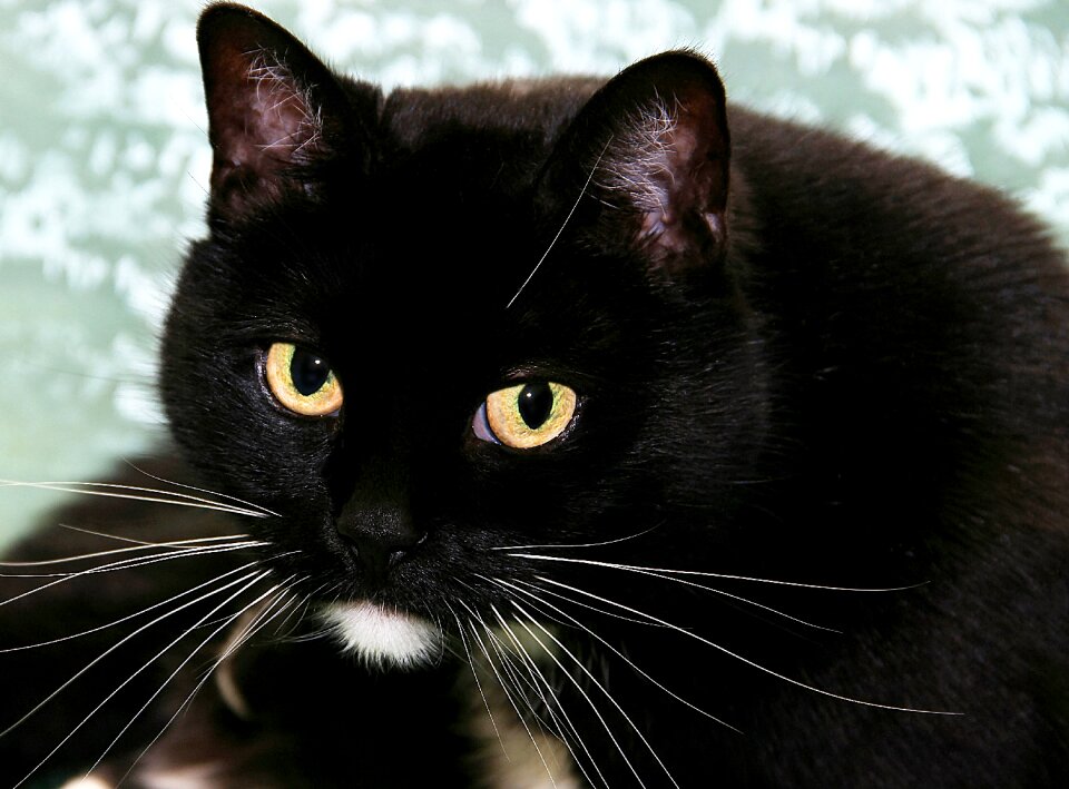 Domestic cat pet animal