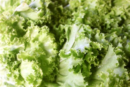 Lettuce Vegetable Food photo