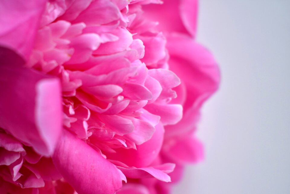 Closeup pink flower macro photography