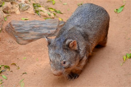 Wombat Animal photo