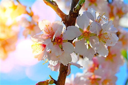 Cherry Blossoms Spring photo