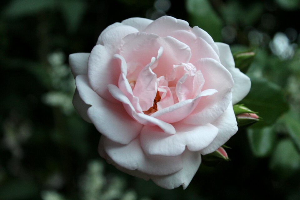 Bloom flowers love