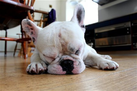 French Bulldog Sleep photo