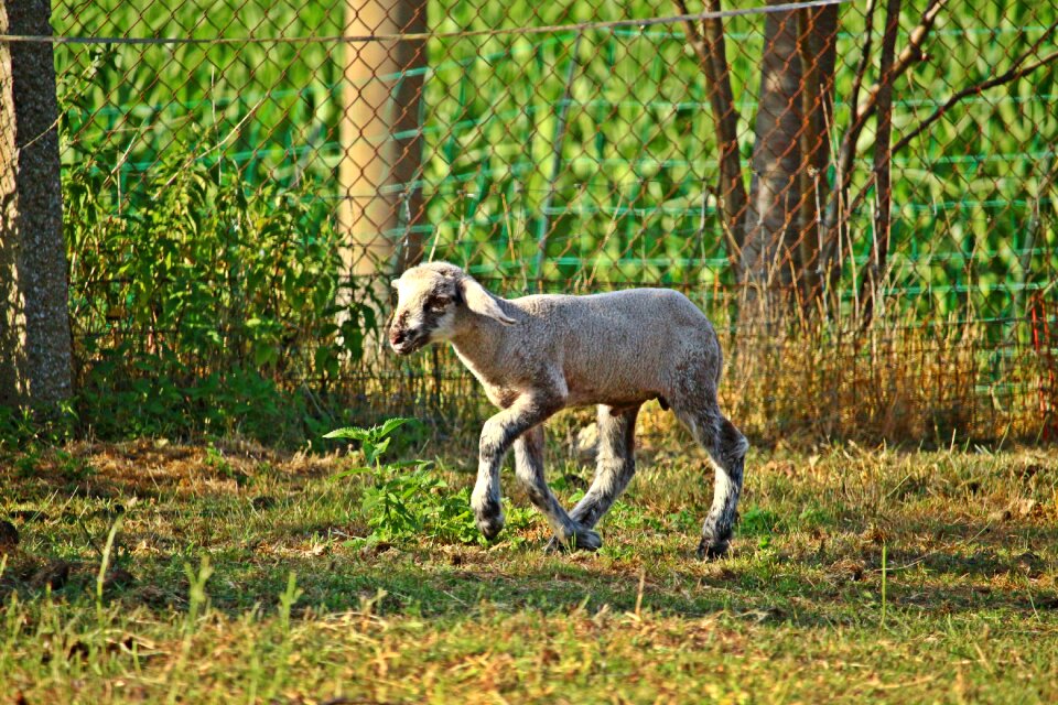 Wool nature agriculture