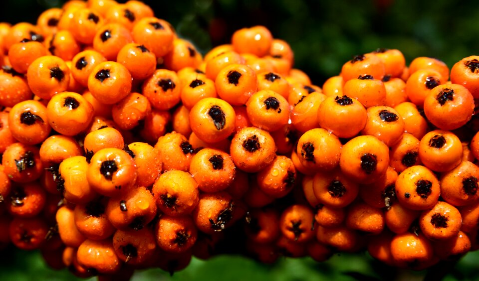 Fruits berries deciduous tree
