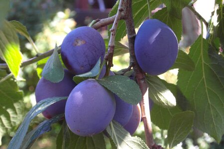 Garden blue purple mature