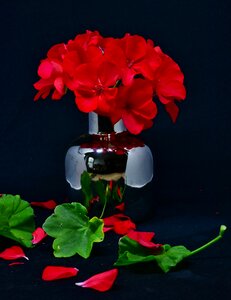 Pink ornamental plant balcony plant