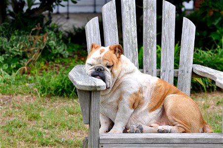 Bulldog Dog Animal Sleep photo