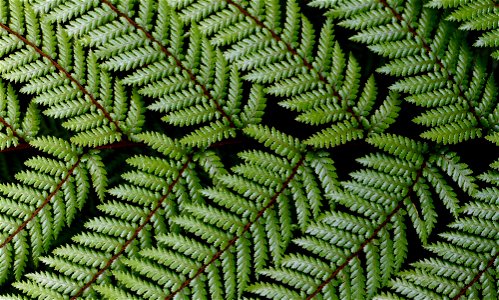 Fern Plant Leaves photo