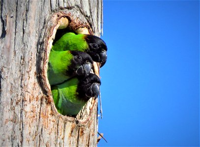 Nanday Parakeets Bird photo