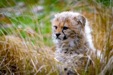 Cheetah Cub Animal photo