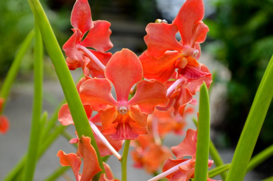 Garden the tropical floral photo