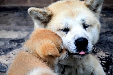 Akita Dog Animal photo
