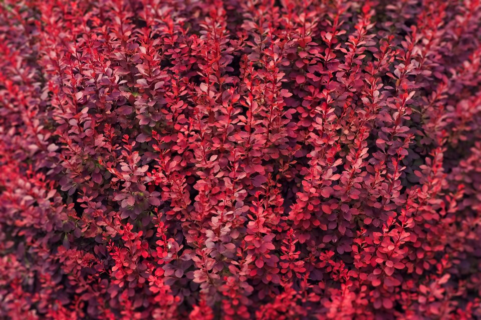 Plant nature red robin