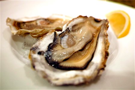 Raw Oyster Food photo