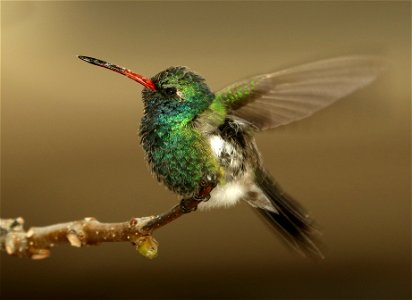 Broad Billed Hummingbird Bird photo