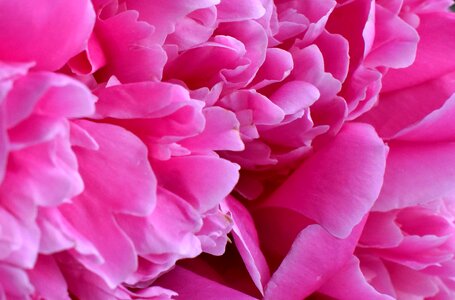 Closeup pink flower macro photography