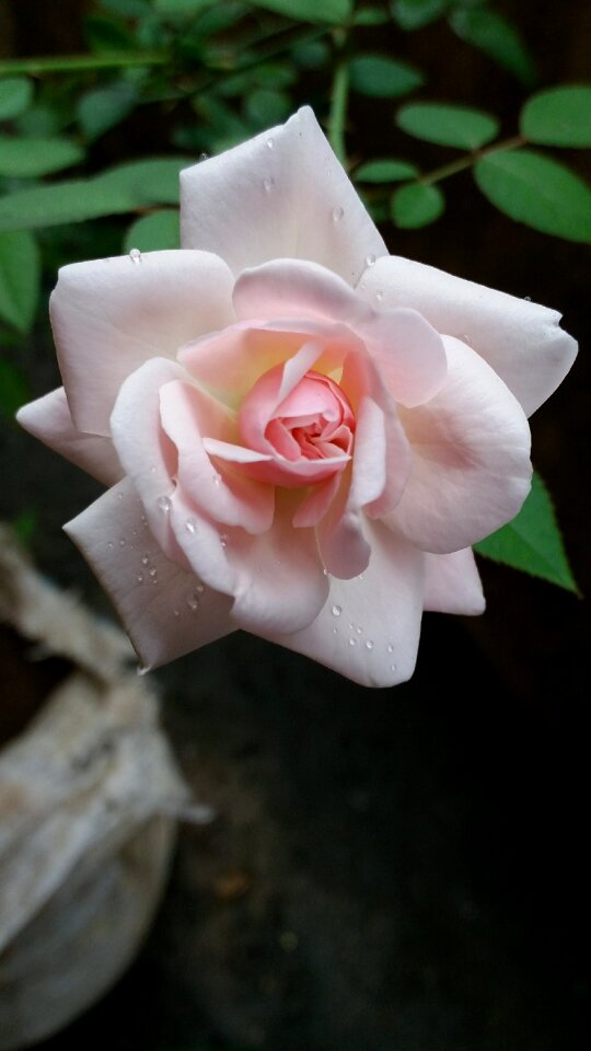 White rose flower