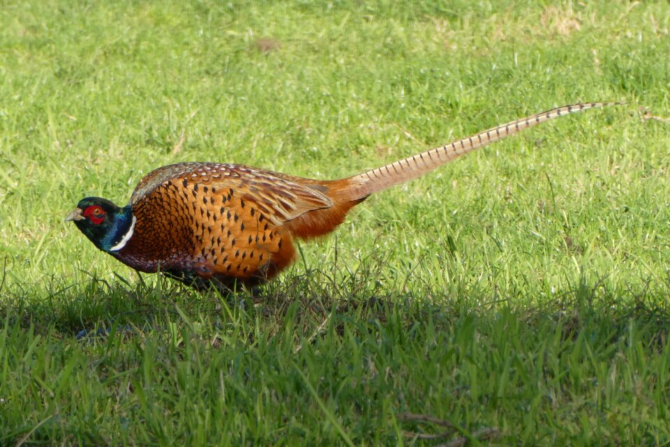 Feathers animal wild