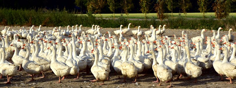Flock flock of geese banner photo