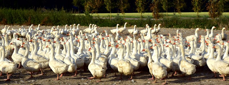 Flock flock of geese banner