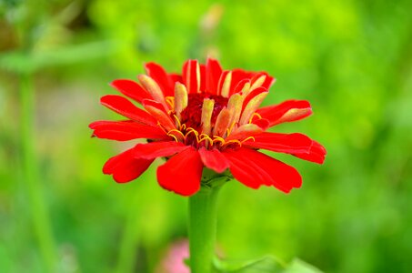 Summer garden floral