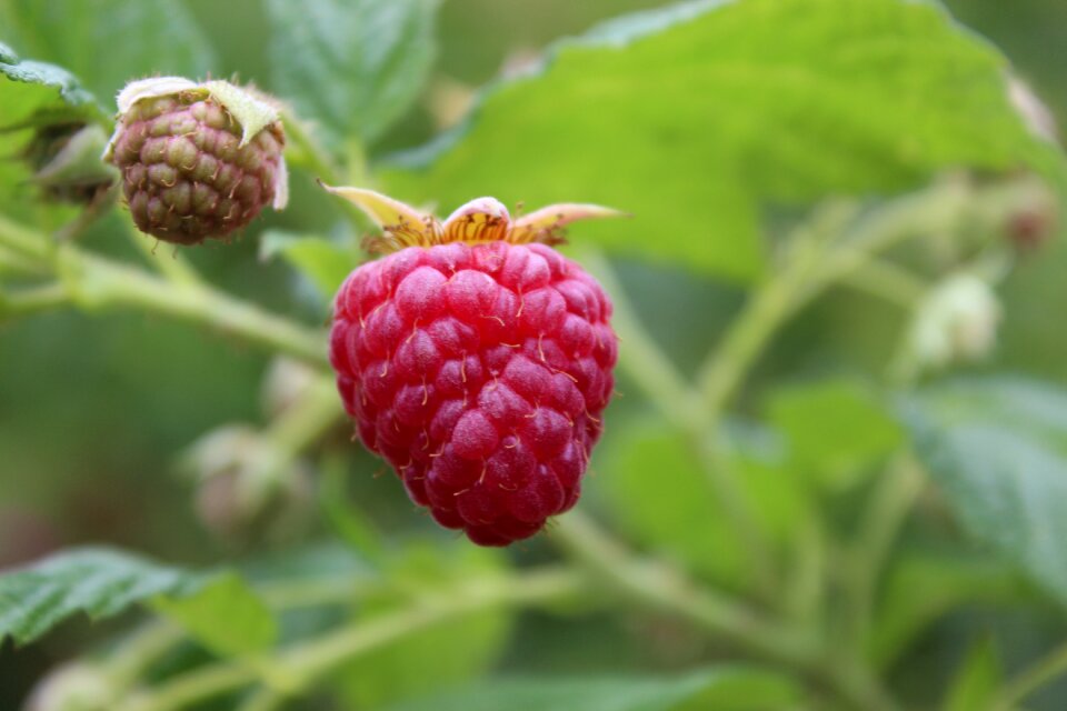 Vitamins berries ripe