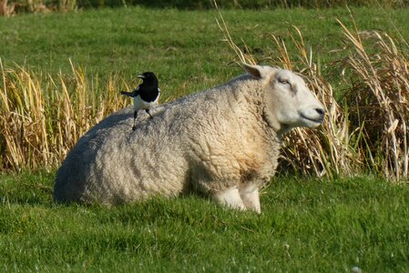 Bird mammal polder