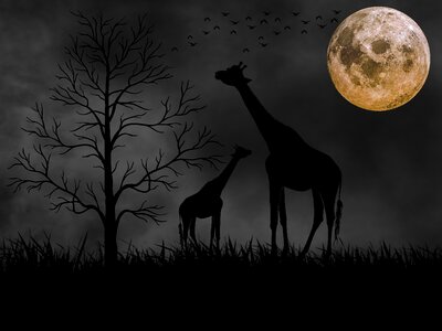 Full moon black silhouette