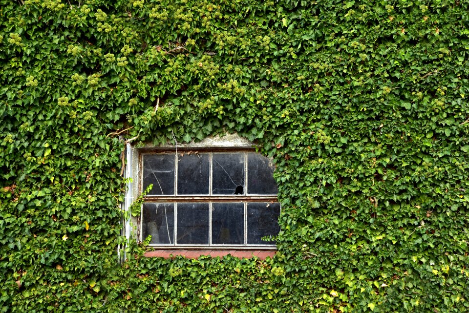 Overgrown green leaves