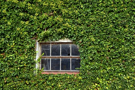 Overgrown green leaves