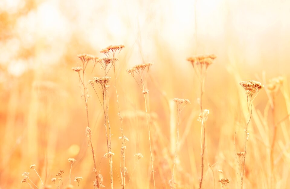 Plant rural summer