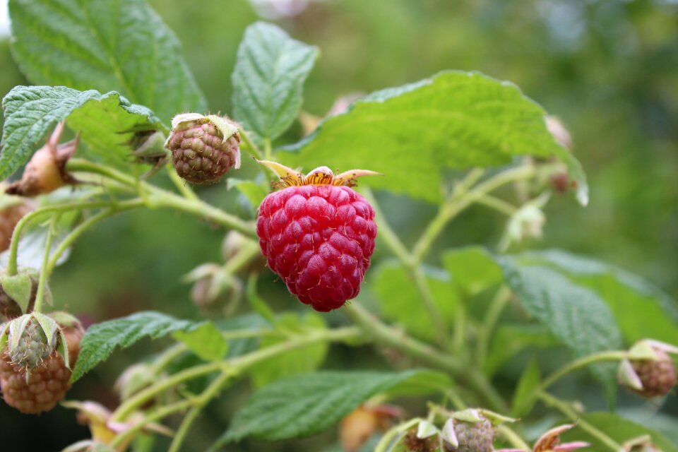 Berries fresh fruits