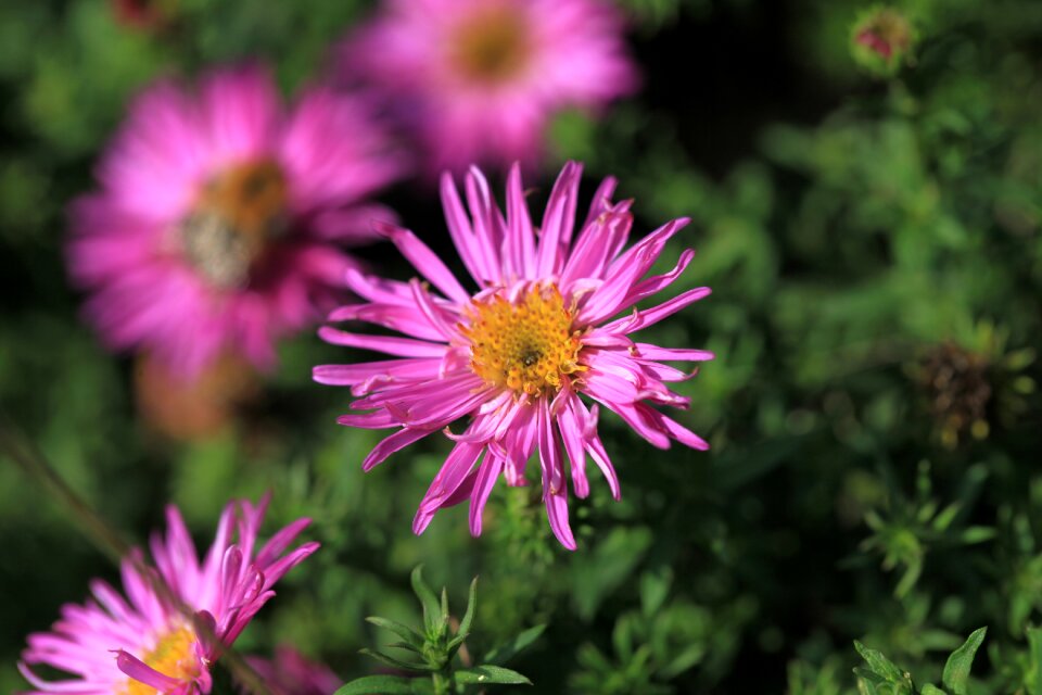 Flower garden in the fall