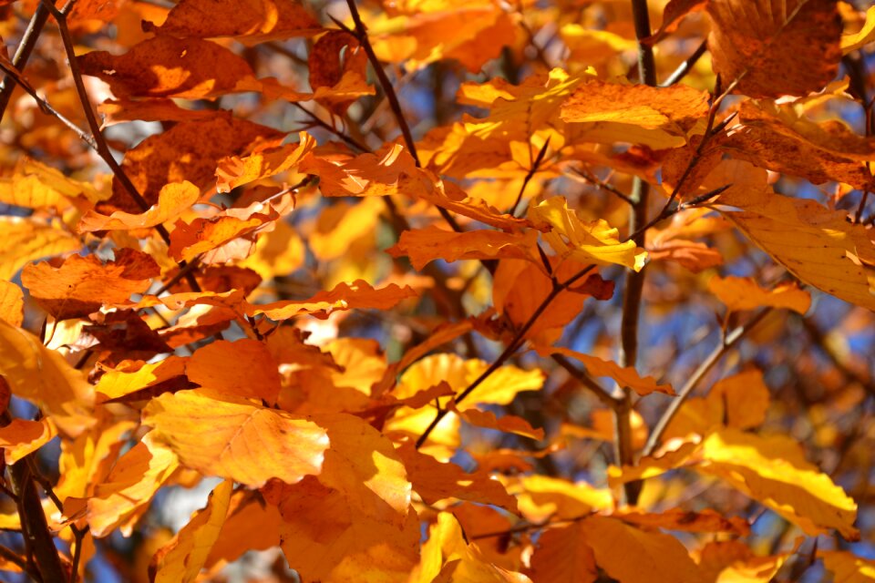 Leaves nature beech