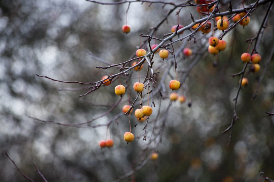 Apples nature tree