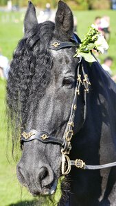 Mane mare stallion photo